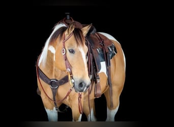 American Paint Horse, Wałach, 12 lat, 155 cm, Srokata