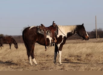 American Paint Horse, Wałach, 12 lat, 155 cm, Srokata