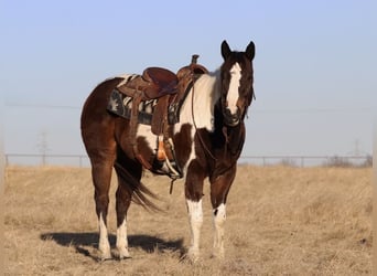 American Paint Horse, Wałach, 12 lat, 155 cm, Srokata