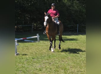 American Paint Horse, Wałach, 12 lat, 157 cm, Overo wszelkich maści