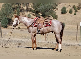 American Paint Horse, Wałach, 12 lat, Overo wszelkich maści
