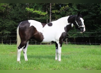 American Paint Horse, Wałach, 12 lat, Srokata