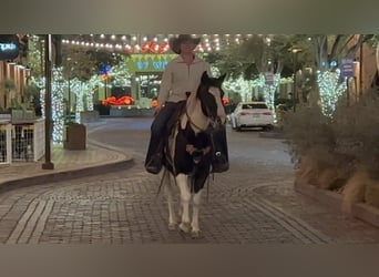 American Paint Horse, Wałach, 13 lat, 145 cm, Tobiano wszelkich maści