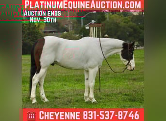 American Paint Horse, Wałach, 13 lat, 147 cm, Tobiano wszelkich maści