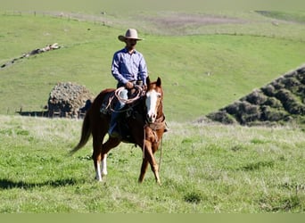 American Paint Horse, Wałach, 13 lat, 155 cm, Cisawa