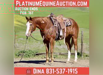 American Paint Horse, Wałach, 13 lat, 155 cm, Cisawa