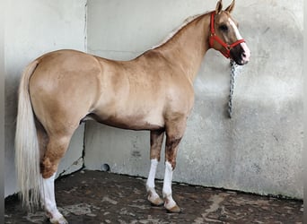 American Paint Horse, Wałach, 13 lat, 161 cm, Izabelowata