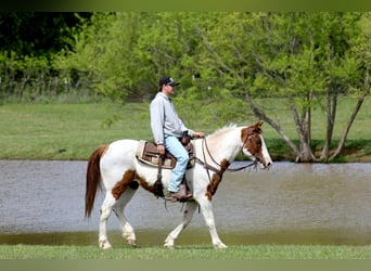 American Paint Horse, Wałach, 13 lat, 163 cm, Tobiano wszelkich maści