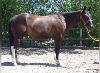 American Paint Horse, Wałach, 14 lat, 150 cm, Kara