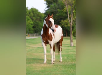 American Paint Horse, Wałach, 14 lat, 152 cm, Srokata