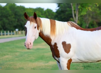American Paint Horse, Wałach, 14 lat, 152 cm, Srokata
