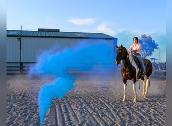 American Paint Horse, Wałach, 14 lat, Grullo