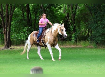 American Paint Horse, Wałach, 14 lat, Srokata