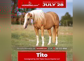 American Paint Horse, Wałach, 15 lat, 150 cm, Izabelowata