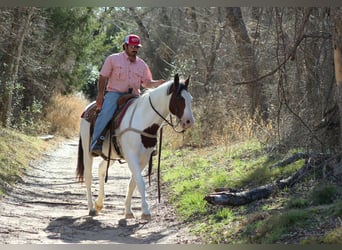 American Paint Horse, Wałach, 15 lat, 152 cm, Srokata