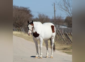 American Paint Horse, Wałach, 15 lat, 152 cm, Tobiano wszelkich maści