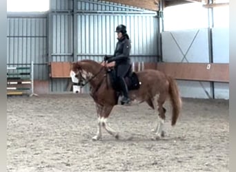 American Paint Horse, Wałach, 16 lat, 147 cm, Overo wszelkich maści