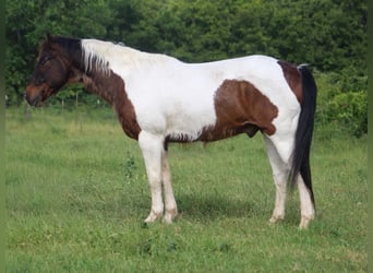 American Paint Horse, Wałach, 16 lat, 163 cm, Tobiano wszelkich maści