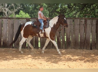 American Paint Horse, Wałach, 16 lat, 163 cm, Tobiano wszelkich maści