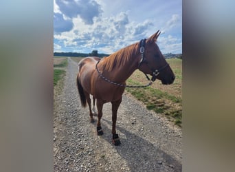 American Paint Horse Mix, Wałach, 17 lat, 155 cm, Kasztanowata