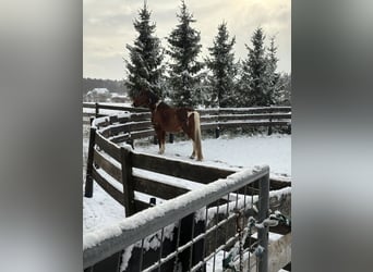 American Paint Horse Mix, Wałach, 19 lat, 164 cm, Srokata