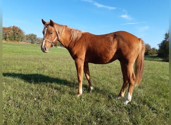 American Paint Horse, Wałach, 1 Rok, 150 cm, Kasztanowata
