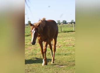 American Paint Horse, Wałach, 1 Rok, 155 cm, Kasztanowata