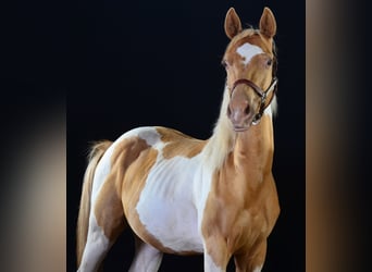 American Paint Horse, Wałach, 1 Rok, 155 cm, Tobiano wszelkich maści