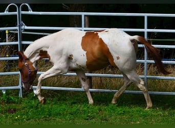 American Paint Horse, Wałach, 1 Rok, 158 cm, Tobiano wszelkich maści