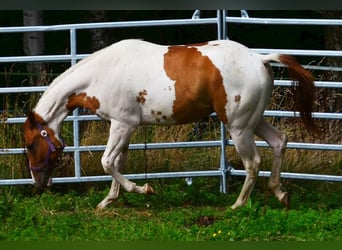 American Paint Horse, Wałach, 1 Rok, 158 cm, Tobiano wszelkich maści