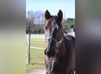 American Paint Horse, Wałach, 20 lat, 152 cm, Ciemnokasztanowata
