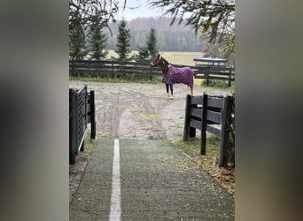 American Paint Horse Mix, Wałach, 20 lat, 164 cm, Srokata