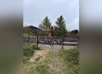 American Paint Horse Mix, Wałach, 20 lat, 164 cm, Srokata