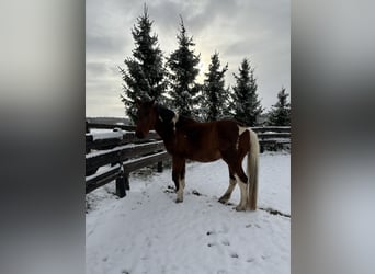 American Paint Horse Mix, Wałach, 20 lat, 164 cm, Srokata