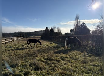 American Paint Horse Mix, Wałach, 20 lat, 164 cm, Srokata