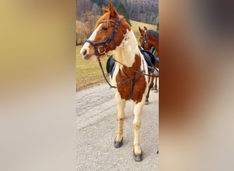 American Paint Horse, Wałach, 25 lat, 147 cm
