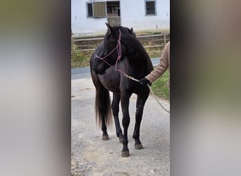 American Paint Horse, Wałach, 2 lat, 145 cm, Kara