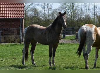 American Paint Horse, Wałach, 2 lat, 160 cm, Szampańska