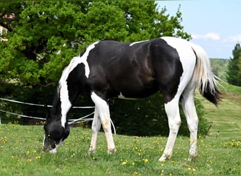 American Paint Horse, Wałach, 2 lat, 162 cm, Tovero wszelkich maści