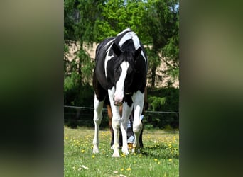 American Paint Horse, Wałach, 2 lat, 162 cm, Tovero wszelkich maści