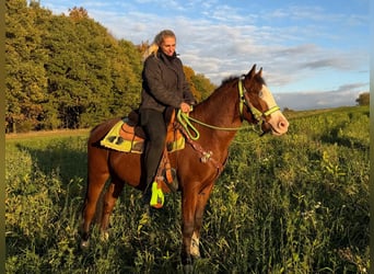 American Paint Horse, Wałach, 3 lat, 144 cm, Srokata
