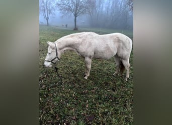 American Paint Horse, Wałach, 3 lat, 147 cm