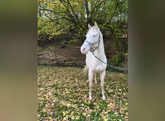 American Paint Horse, Wałach, 3 lat, 147 cm