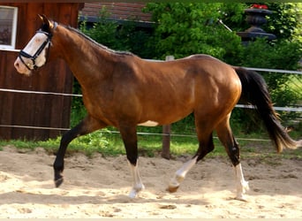 American Paint Horse, Wałach, 3 lat, 148 cm, Overo wszelkich maści