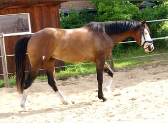 American Paint Horse, Wałach, 3 lat, 148 cm, Overo wszelkich maści