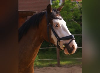 American Paint Horse, Wałach, 3 lat, 148 cm, Overo wszelkich maści