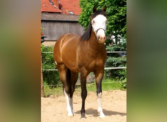 American Paint Horse, Wałach, 3 lat, 148 cm, Overo wszelkich maści