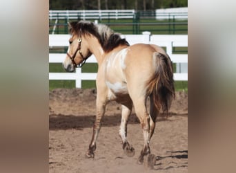 American Paint Horse Mix, Wałach, 3 lat, 148 cm, Tobiano wszelkich maści