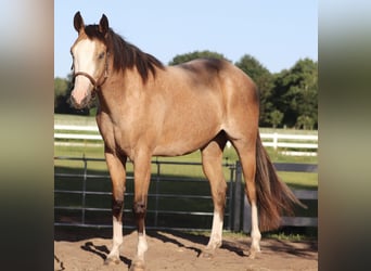 American Paint Horse Mix, Wałach, 3 lat, 150 cm, Jelenia