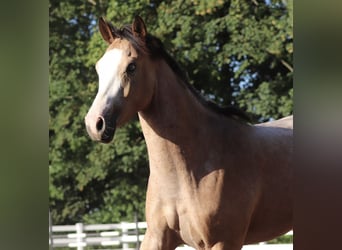 American Paint Horse Mix, Wałach, 3 lat, 150 cm, Jelenia